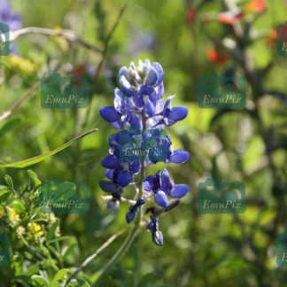 Bluebonnet